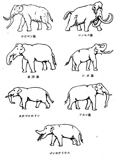 日本に象がいたころ